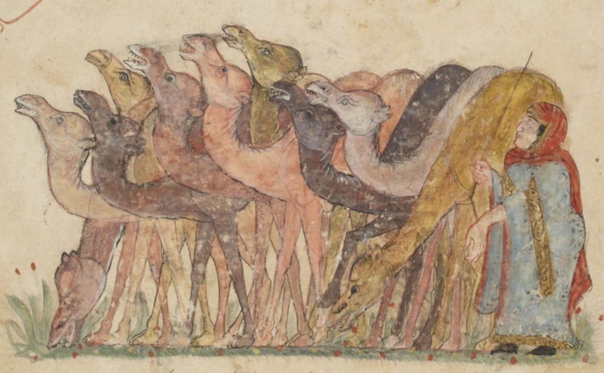 Le troupeau de chameaux qui a été offert à Abû Zayd en hommage à son talent d’orateur