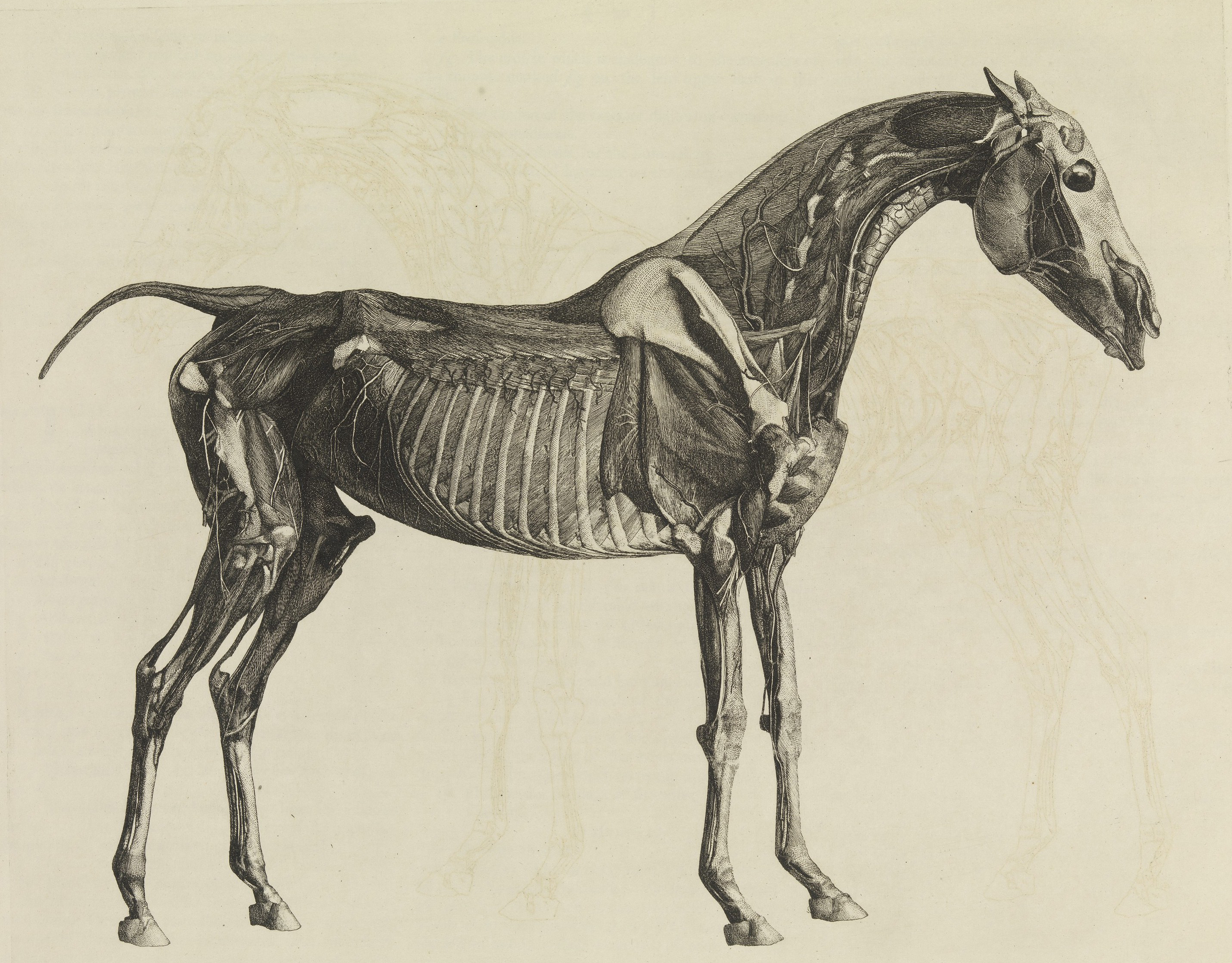 L'anatomie du cheval, avec une description particulière des os, des cartilages, des muscles, des fascias, des ligaments, des nerfs, des artères, des veines et des glandes.