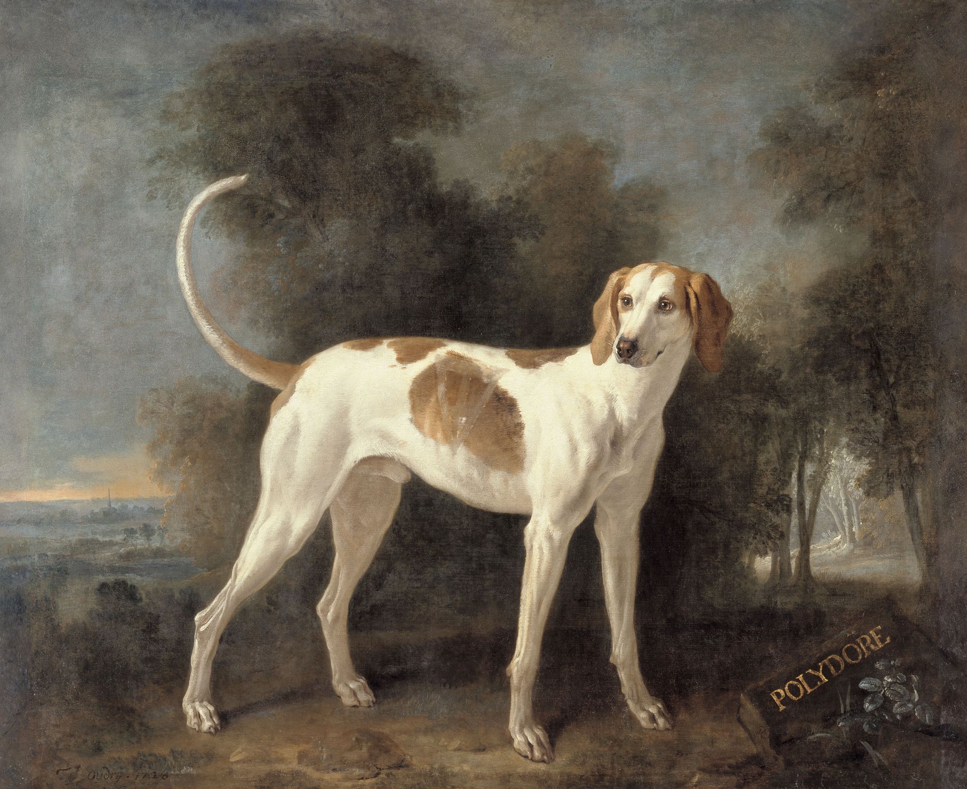Polydore, chien de la meute de Louis XV Polydore, chien de la meute de Louis XV