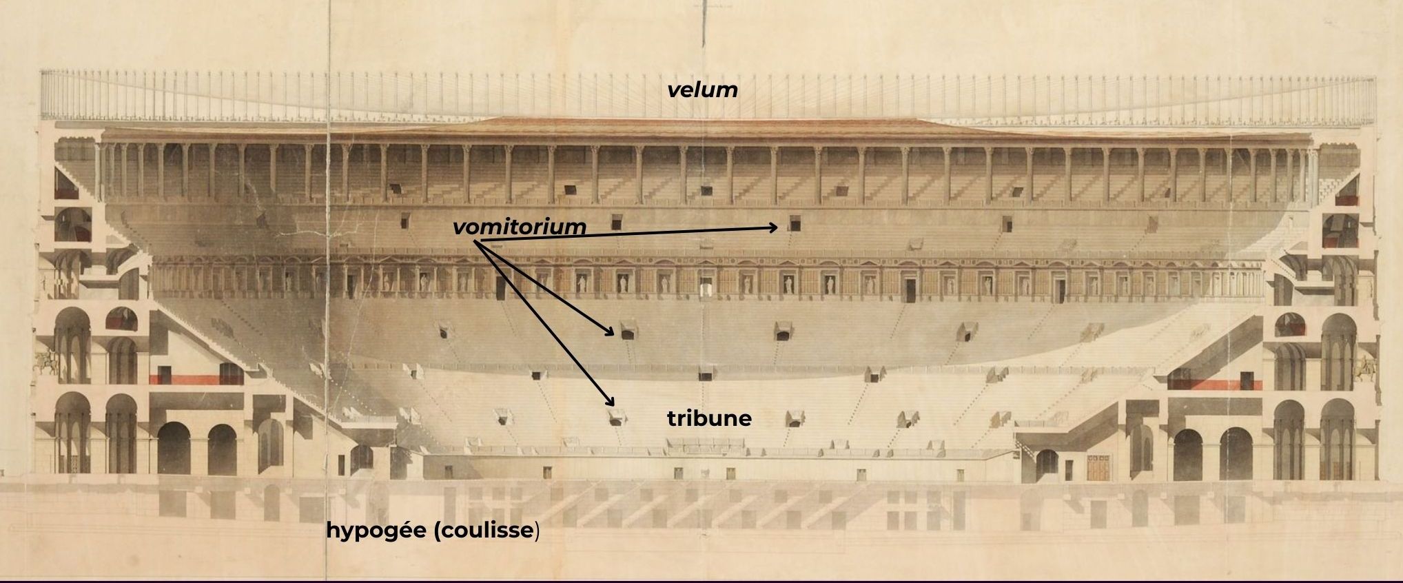 Le Colisée. Reconstitution, coupe sur le grand axe