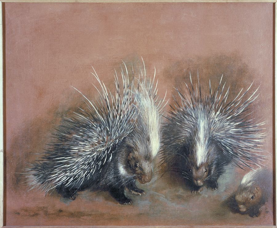 Etudes d'un porc-épic