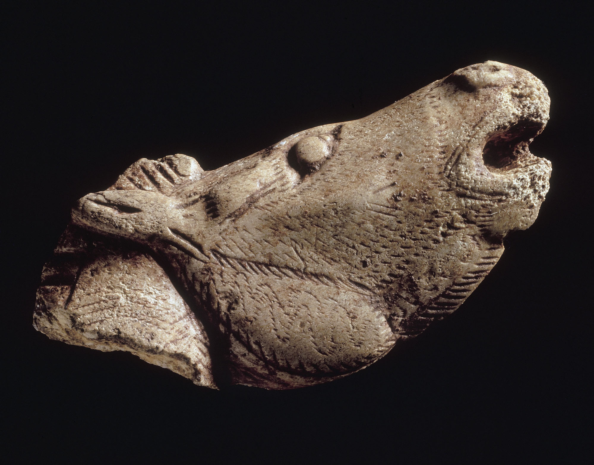 Tête de cheval hennissant