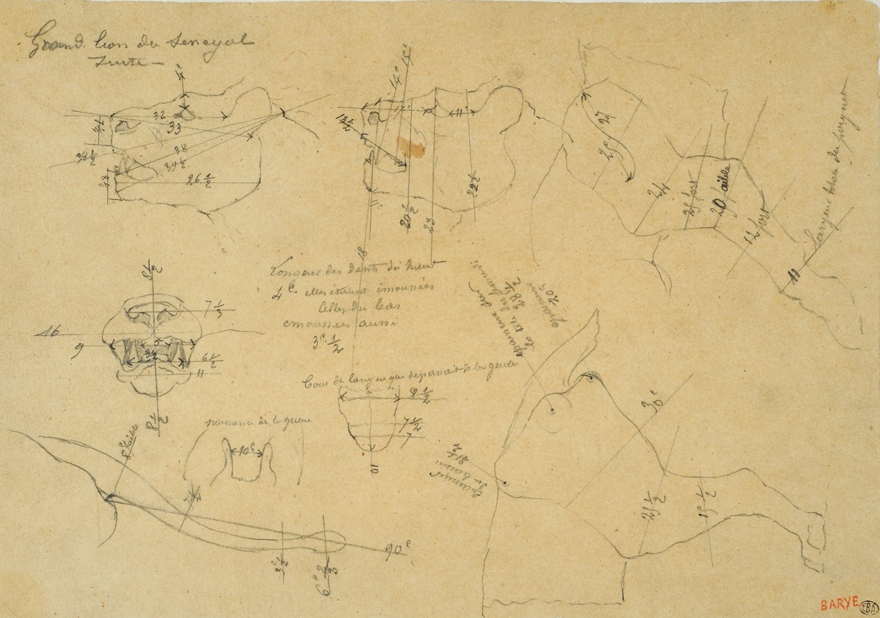 Grand lion du Sénégal Grand lion du Sénégal