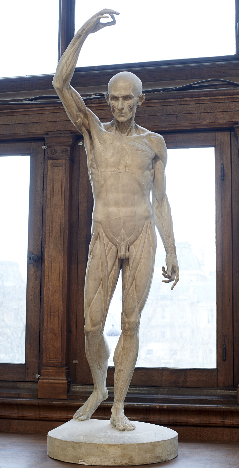 Écorché, le bras replié au-dessus de la tête