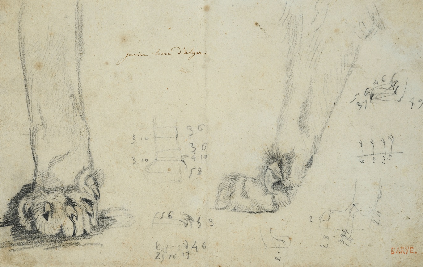 Jeune lion d’Alger Jeune lion d’Alger