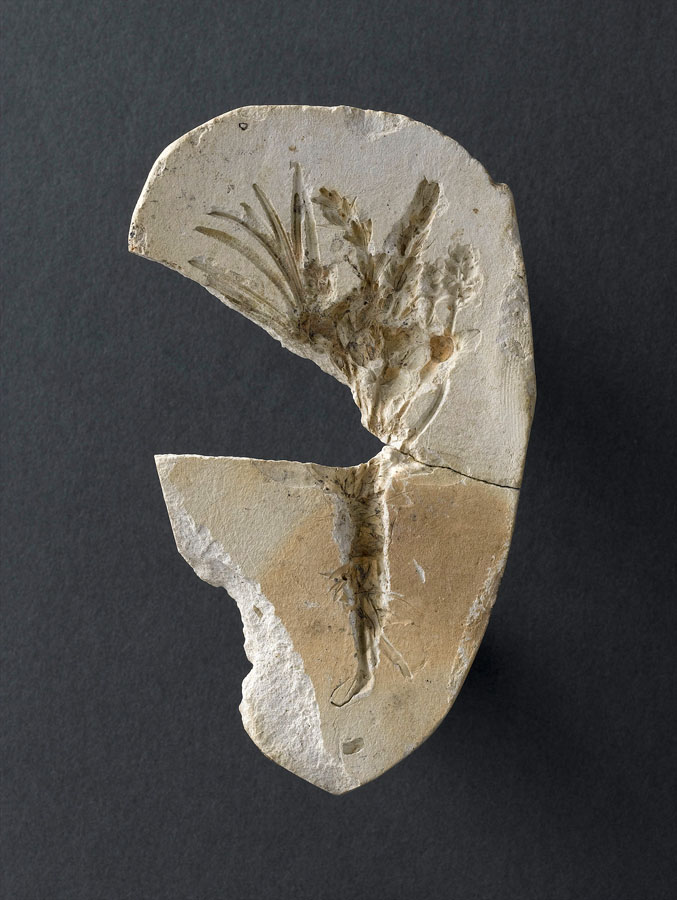 Fragment de moule : romarin, lavande et sauge