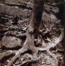 Photographie de racines d'un arbre