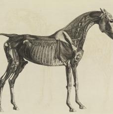 L'anatomie du cheval, avec une description particulière des os, des cartilages, des muscles, des fascias, des ligaments, des nerfs, des artères, des veines et des glandes.