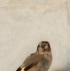 Détail sur la tête du chardonneret