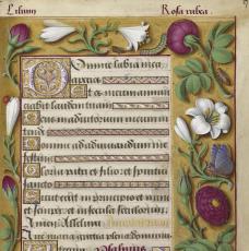 herbier médieval