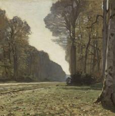 allée d'arbres dans une forêt