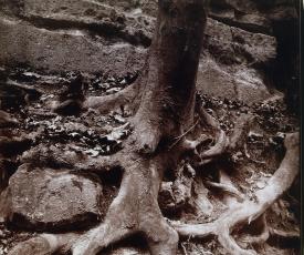 Photographie de racines d'un arbre