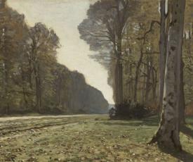 allée d'arbres dans une forêt
