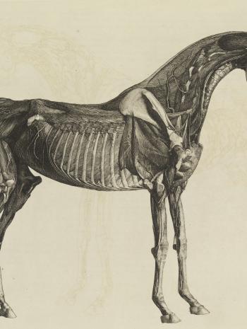 L'anatomie du cheval, avec une description particulière des os, des cartilages, des muscles, des fascias, des ligaments, des nerfs, des artères, des veines et des glandes.