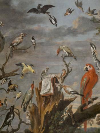 Oiseaux divers