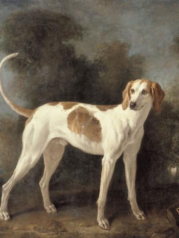 chien 