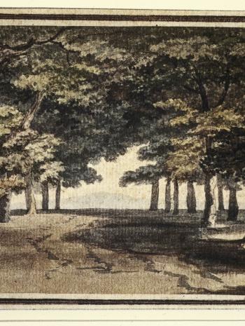 allée d'arbres