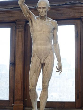 Jean-Antoine Houdon (1741-1828), Écorché, le bras replié au-dessus de la tête. Sculpture (plâtre), 170 cm. Paris, École nationale supérieure des beaux-arts