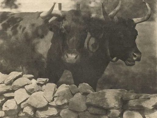 Gertrude Käsebier, My Neighbors, Héliogravure, 1905