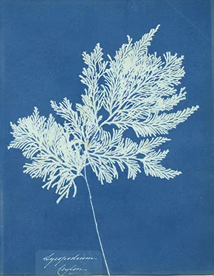 Anna Atkins "Lycopodium, Ceylan", cyanotype, 1843-1853