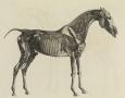 L'anatomie du cheval, avec une description particulière des os, des cartilages, des muscles, des fascias, des ligaments, des nerfs, des artères, des veines et des glandes.