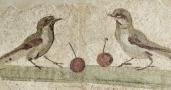 Oiseaux et cerises