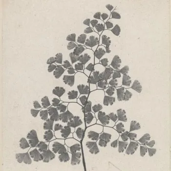 — Photogramme botanique en négatif d'une fronde de fougère sur fond clair.